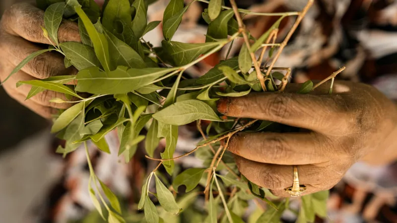 Your Grandmother Could Cure a Fever With Weeds From the Backyard While You Google 'Is This Normal'